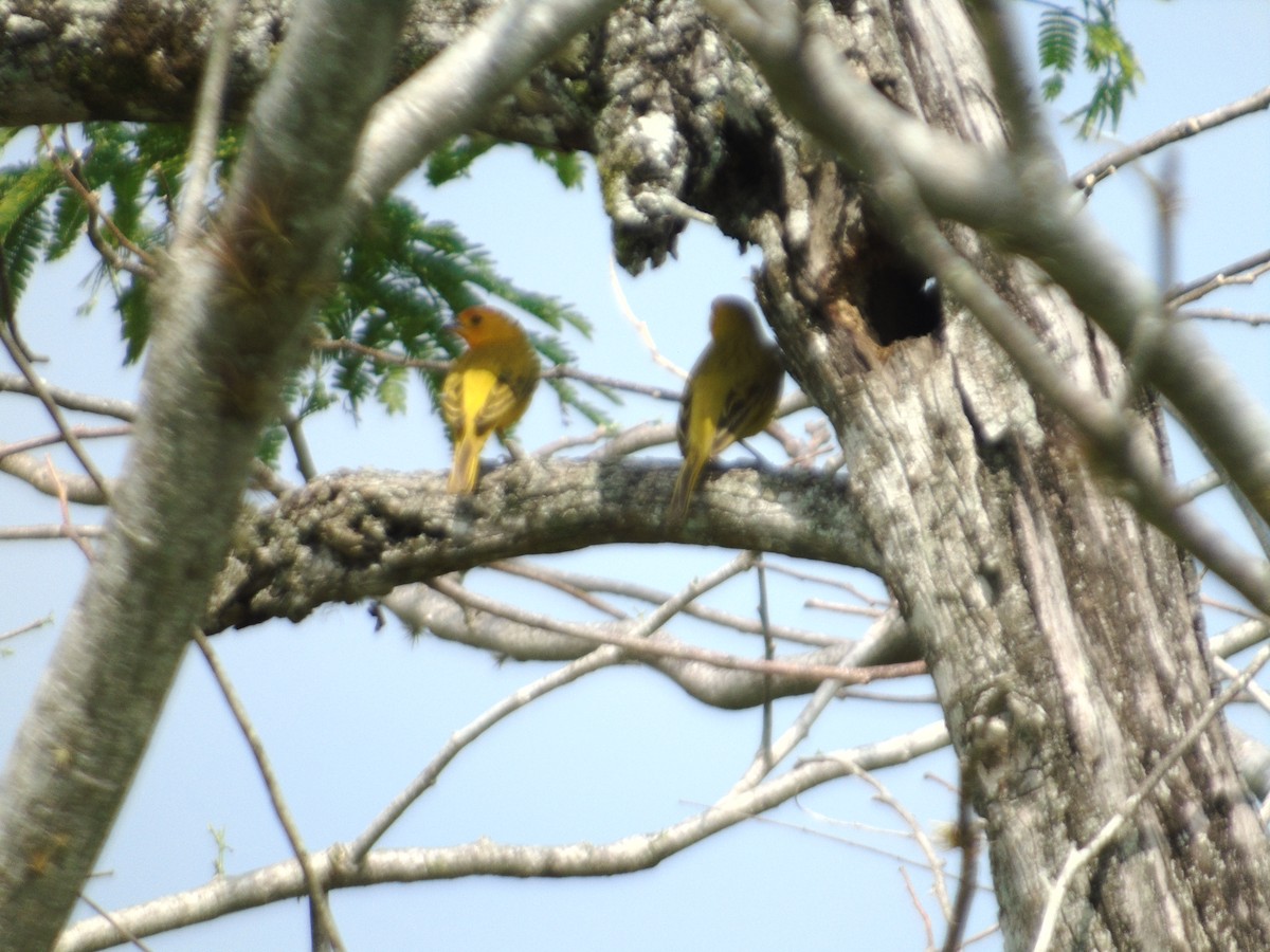 橙黃雀鵐 - ML156932421