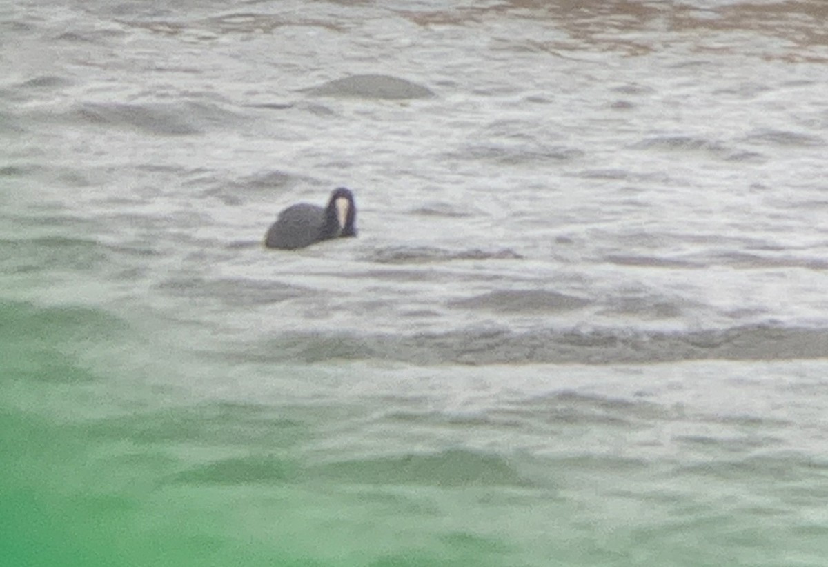 Eurasian Coot - ML156932721