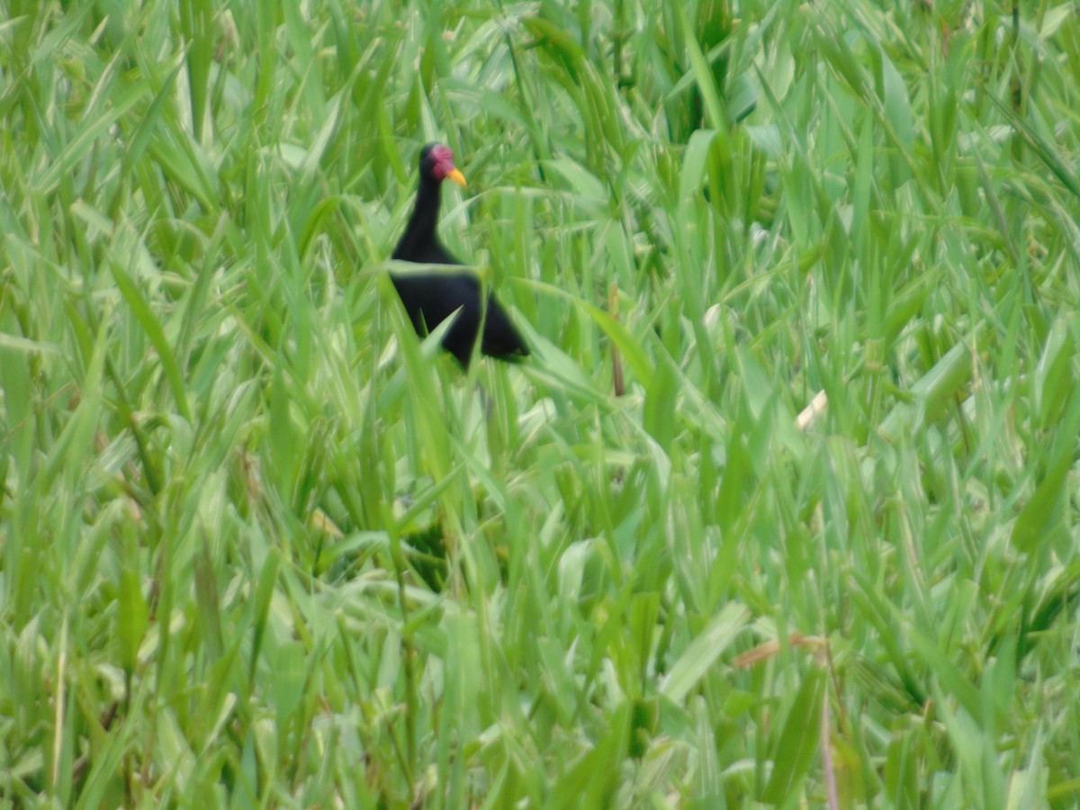 Wattled Jacana - ML156932881