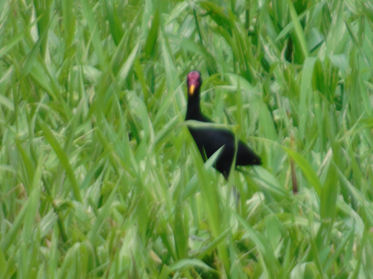 Wattled Jacana - ML156932891