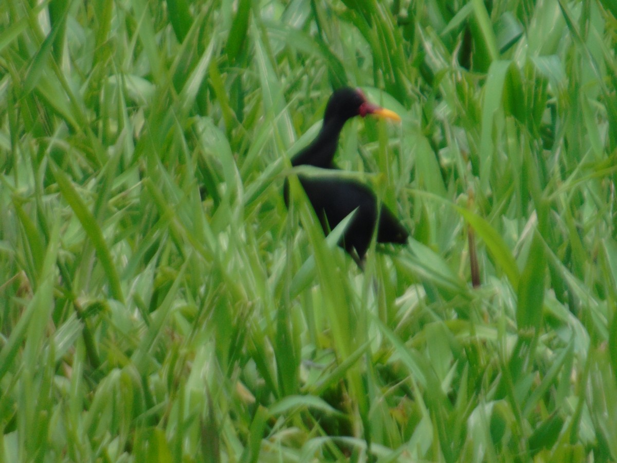 Wattled Jacana - ML156932991