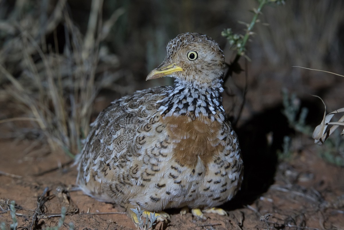 Plains-wanderer - Adam Fry