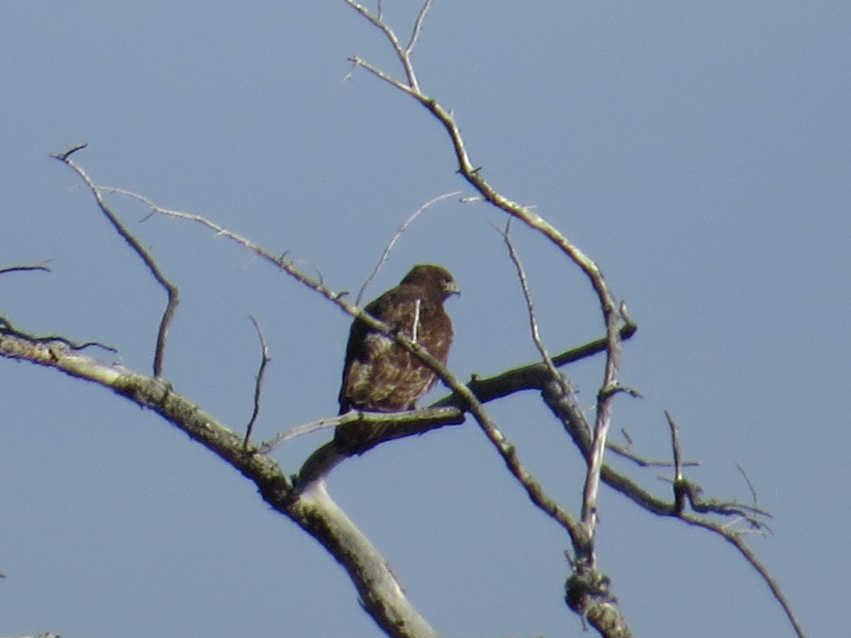 Broad-winged Hawk - ML156933611