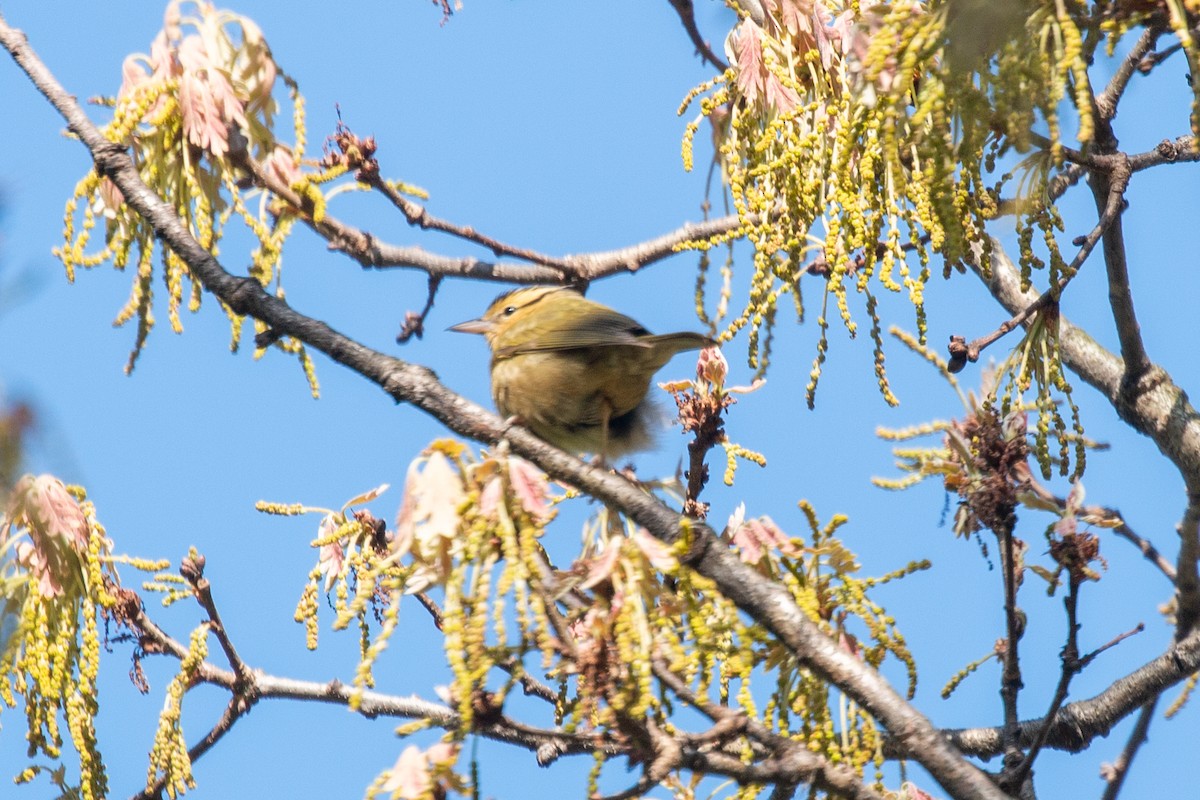 Worm-eating Warbler - Tim Sackton