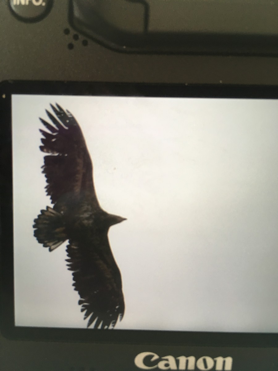 White-tailed Eagle - ML156935441