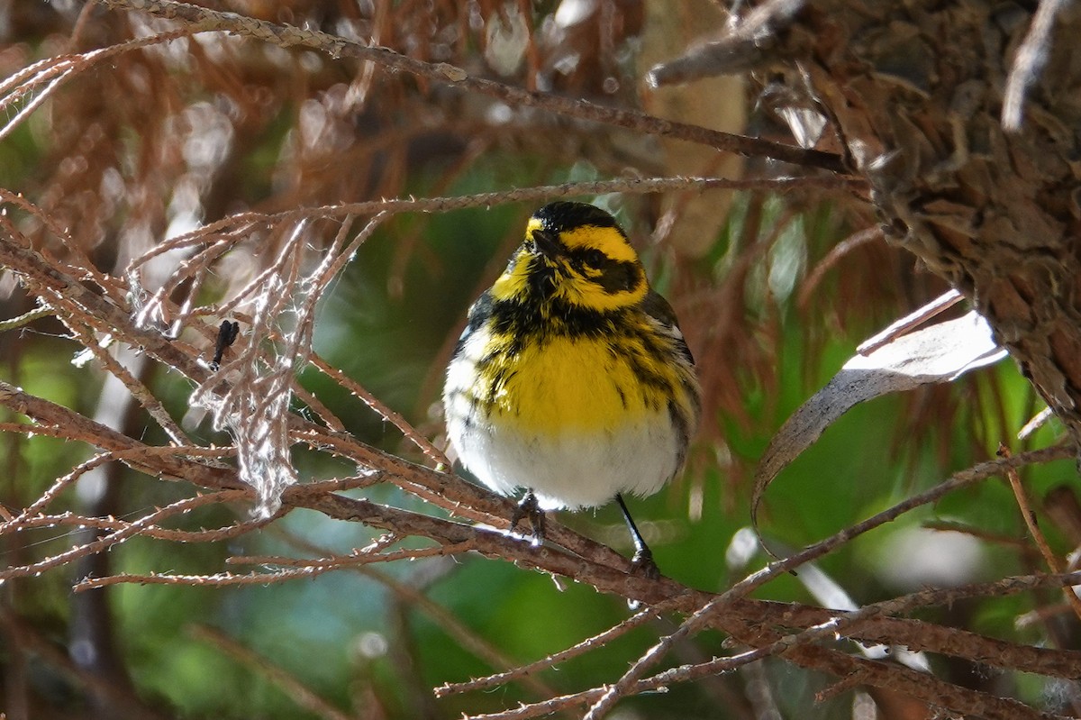 Townsend's Warbler - ML156935541