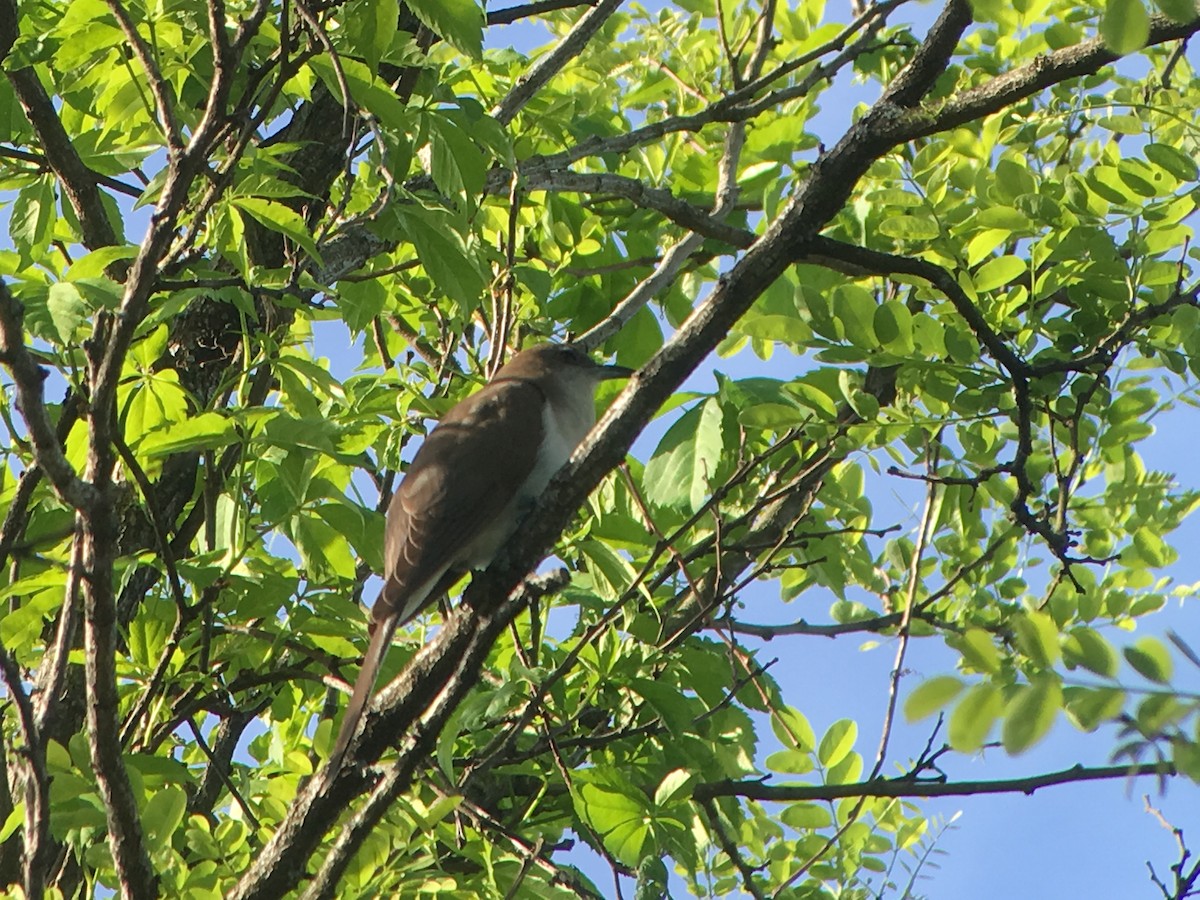 Black-billed Cuckoo - ML156937141