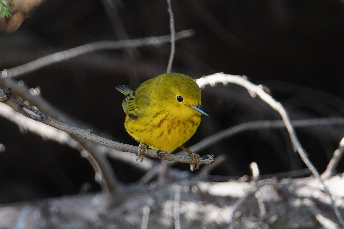 Yellow Warbler - ML156937501