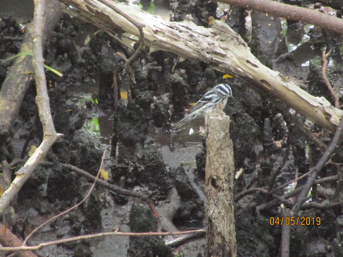 Black-and-white Warbler - ML156937571