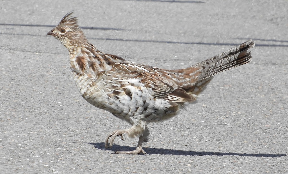 Ruffed Grouse - kim schonning