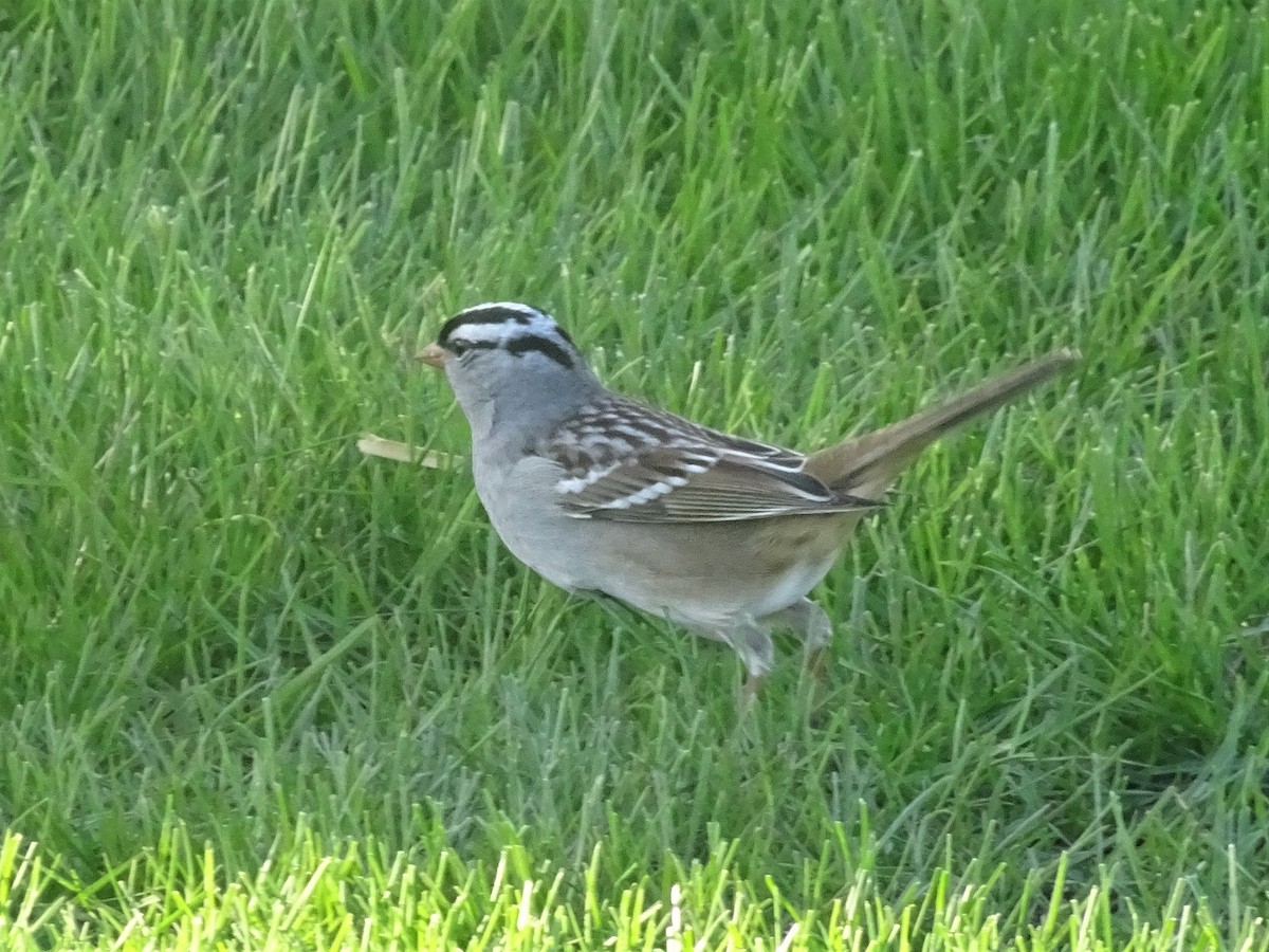 White-crowned Sparrow - ML156938271
