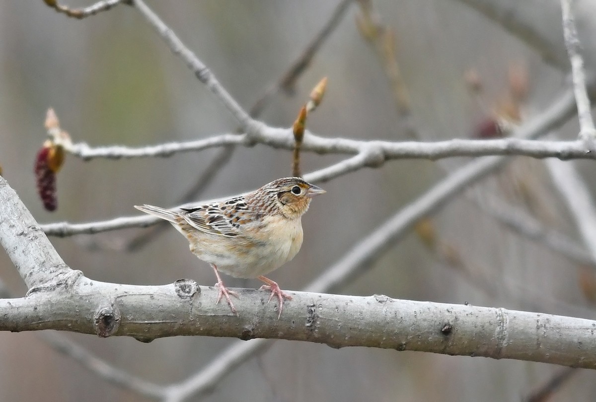 Grasshopper Sparrow - Joshua van der Meulen