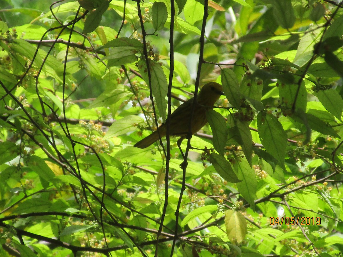 Yellow Warbler - ML156940581