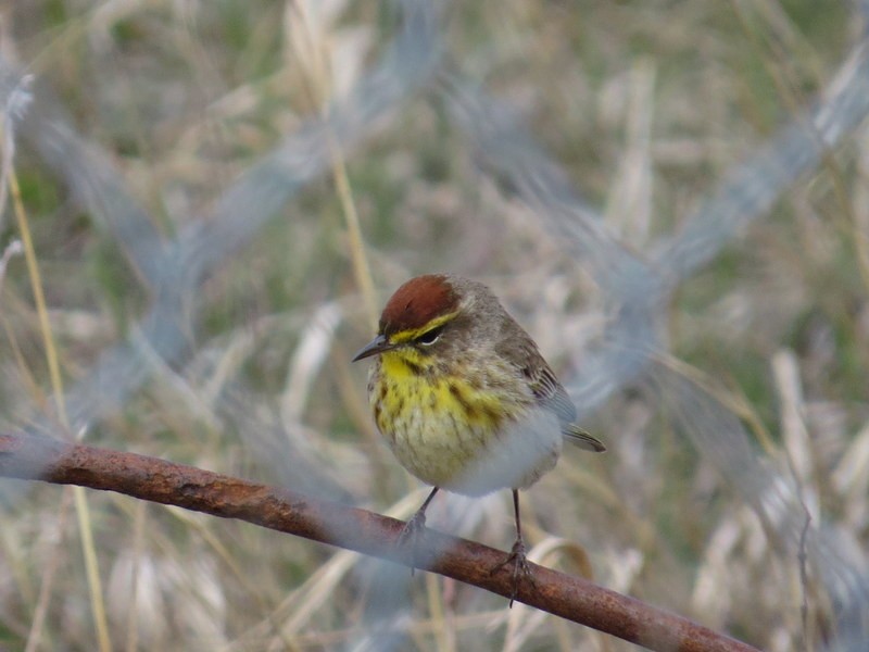 Palm Warbler - ML156940921