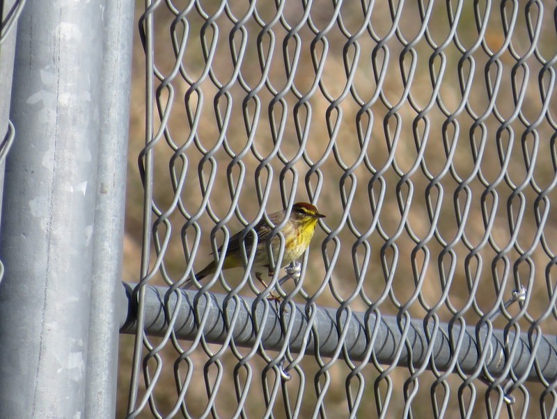 Palm Warbler - ML156940931