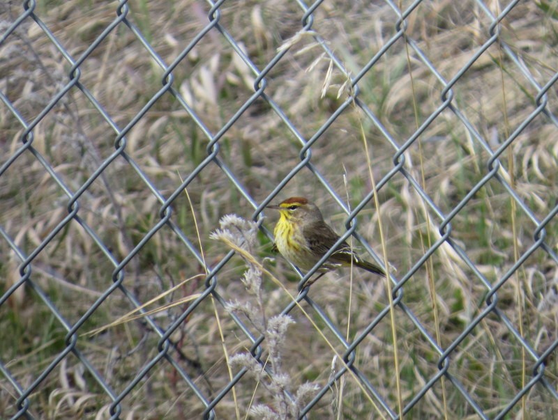 Palm Warbler - ML156940951