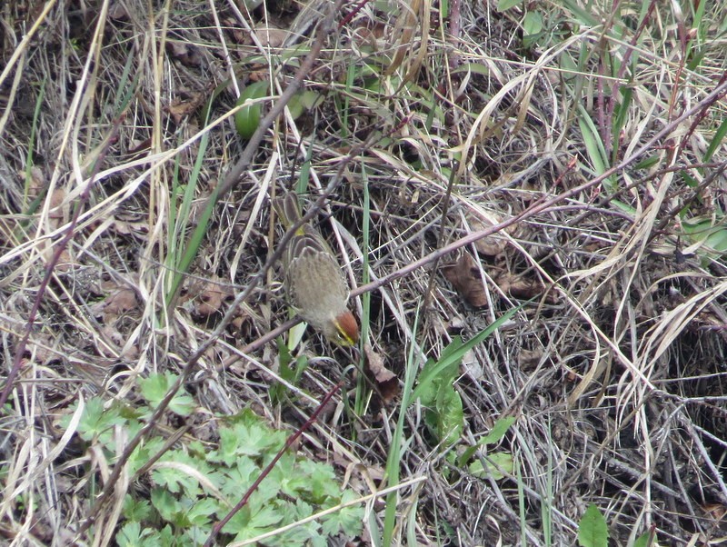 Paruline à couronne rousse - ML156940971