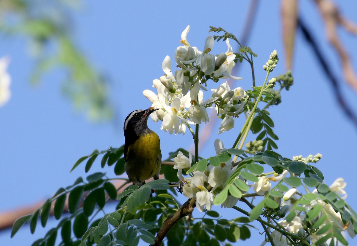 Bananaquit (Greater Antillean) - ML156941211