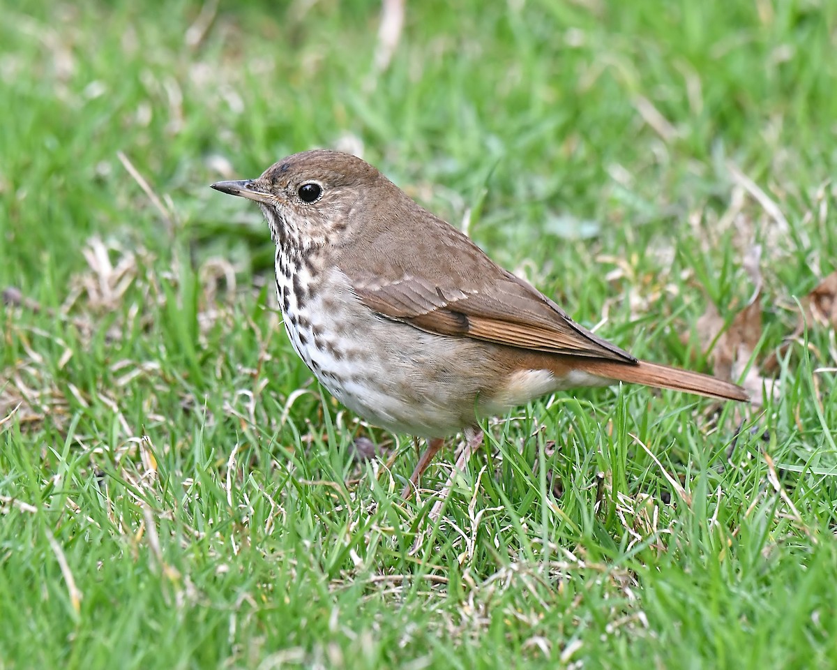 Hermit Thrush - ML156941811