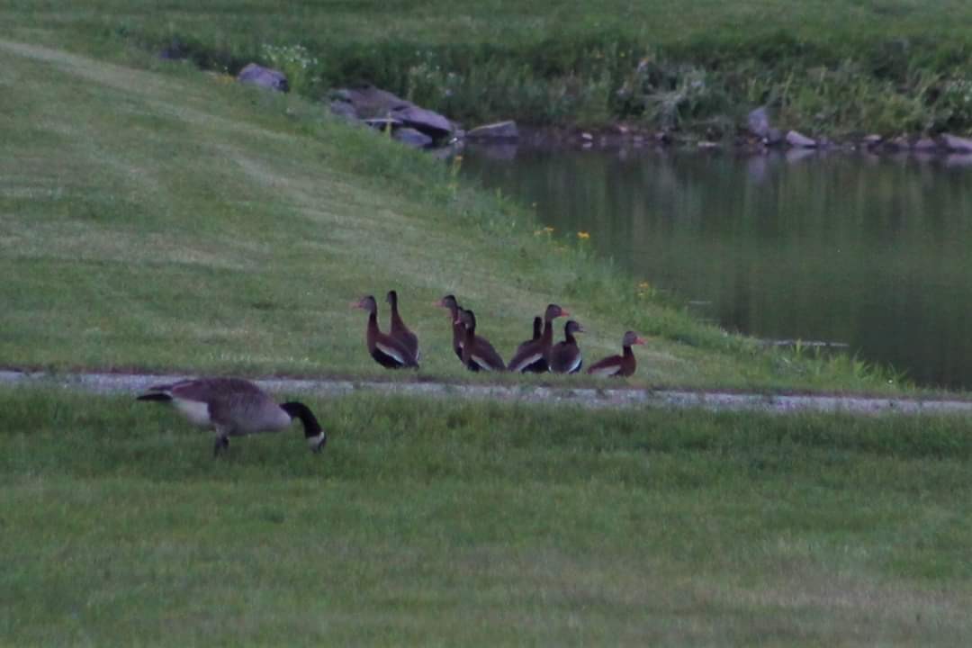 Black-bellied Whistling-Duck - ML156942081