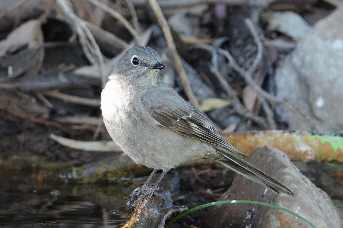 Townsend's Solitaire - Suzanne Detwiler