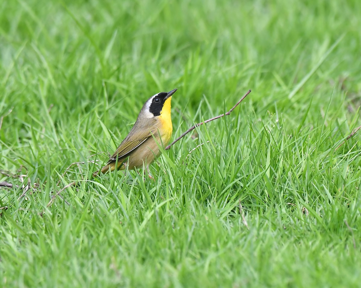 Common Yellowthroat - ML156942641