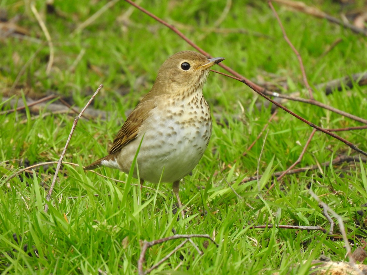 Swainson's Thrush - ML156943331