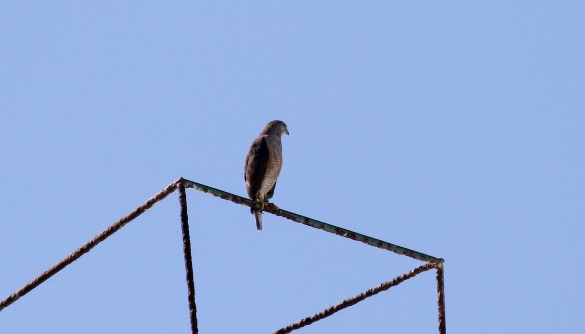 Ridgway's Hawk - ML156944821