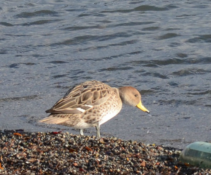 Yellow-billed Pintail - Eugenia Boggiano