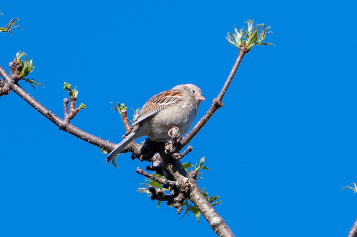 Field Sparrow - ML156952291