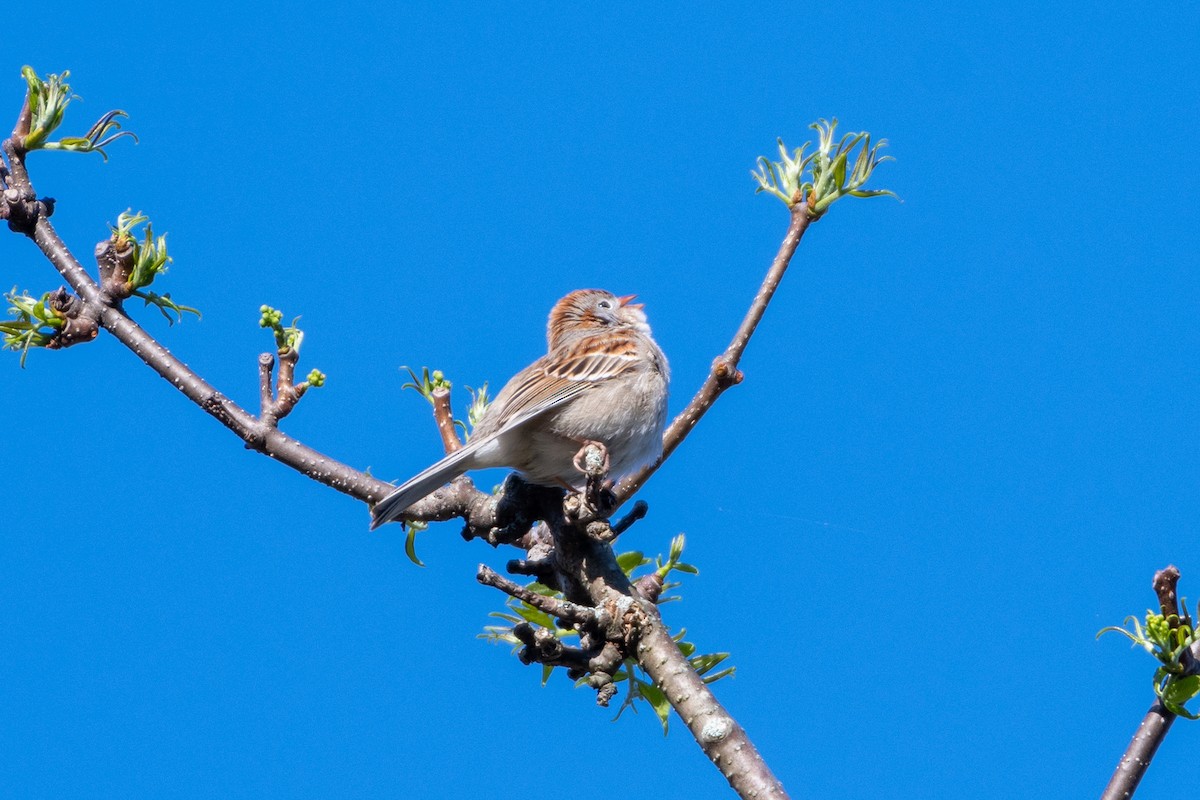 Field Sparrow - ML156952311