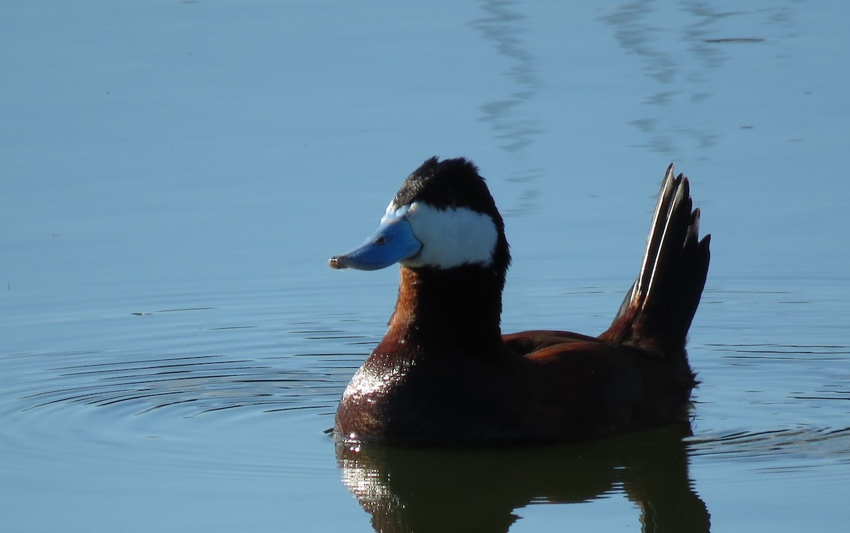 Ruddy Duck - Ed Dunn