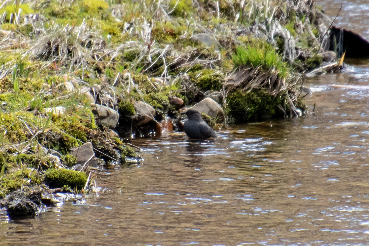 American Dipper - ML156953091