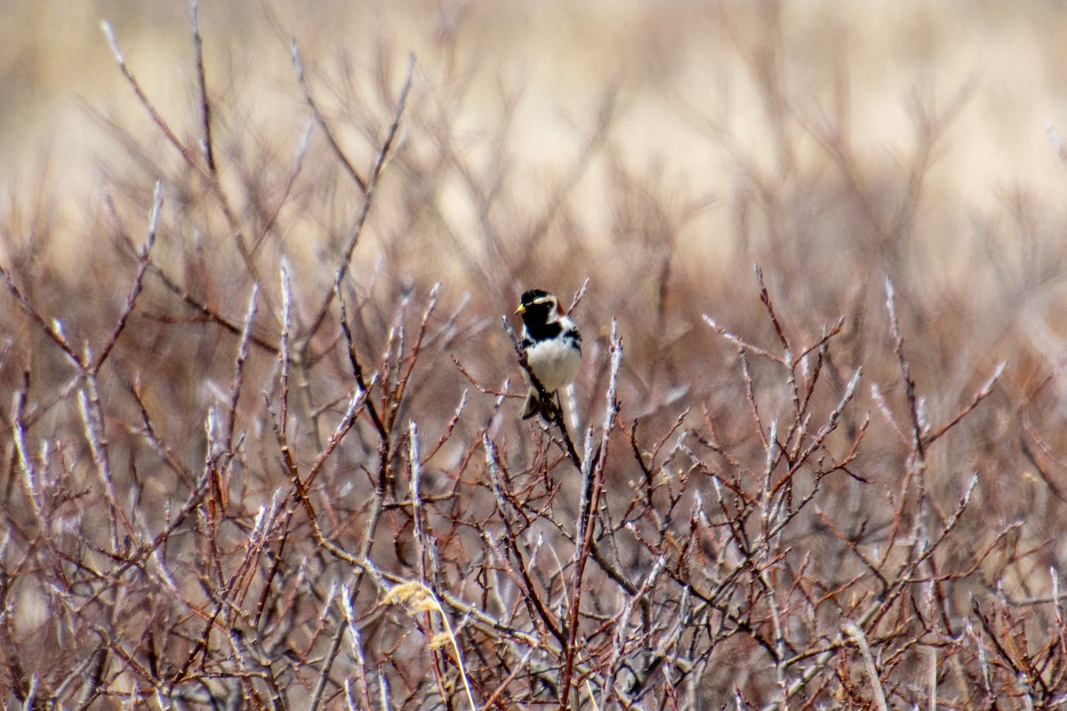 Lapland Longspur - ML156953411
