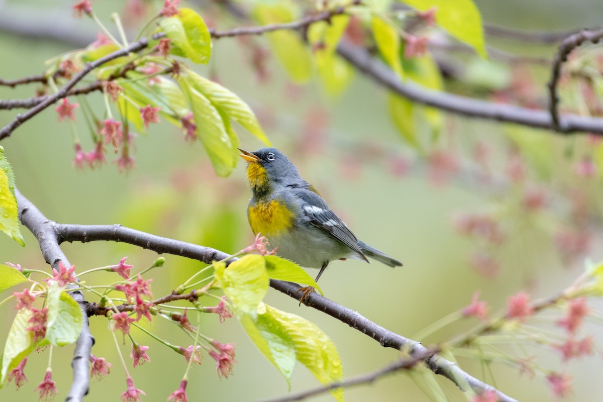 Northern Parula - ML156953621