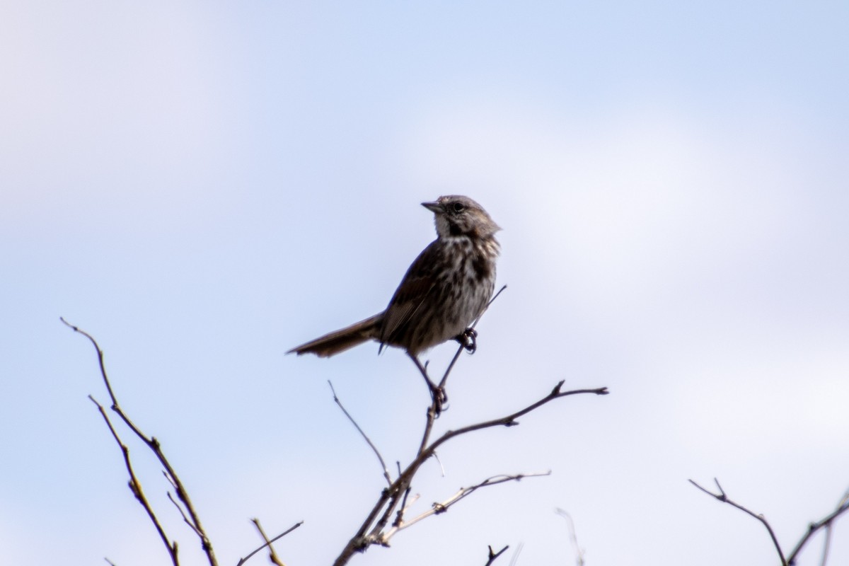 Song Sparrow - ML156954651