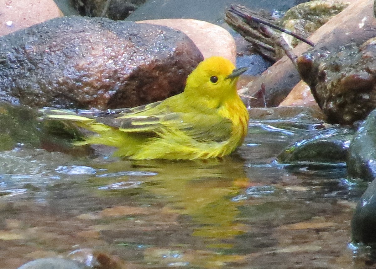 Yellow Warbler - ML156955231