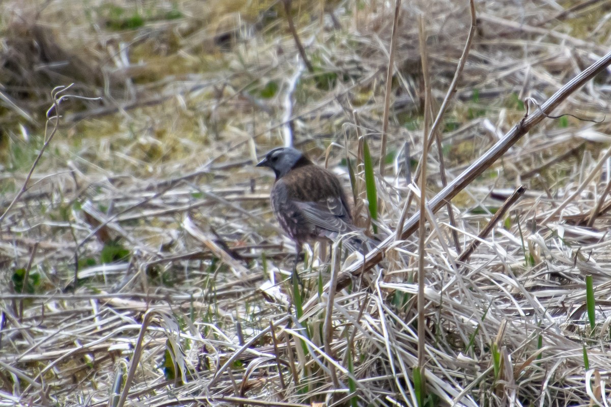 Gray-crowned Rosy-Finch - ML156955401