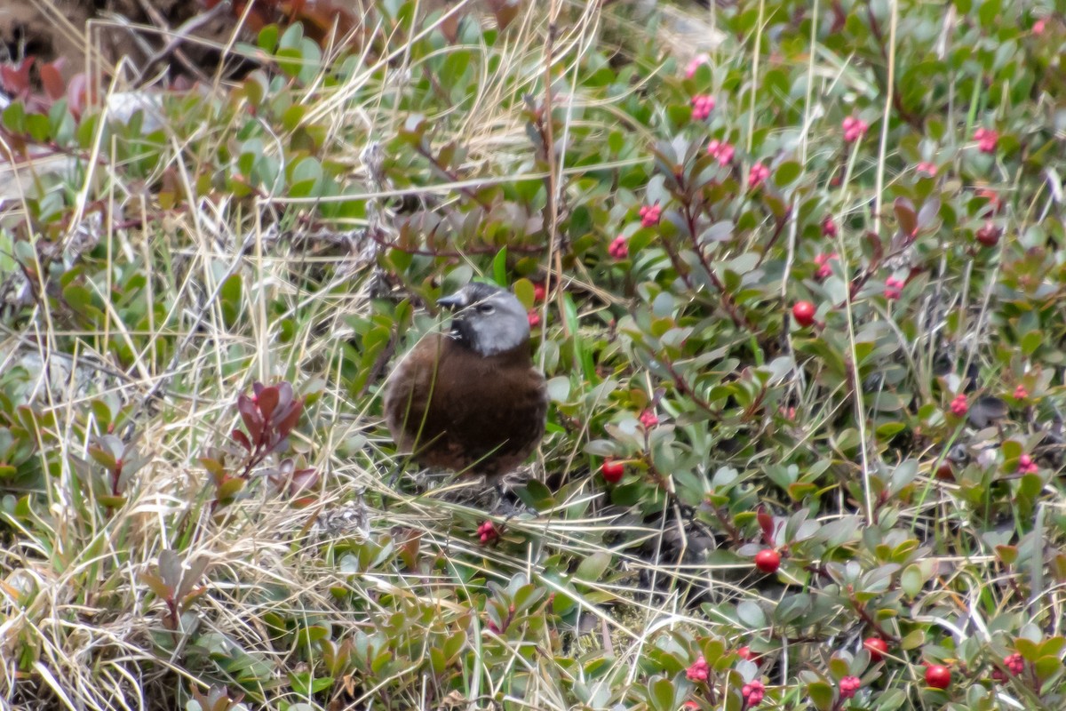 Gray-crowned Rosy-Finch - ML156955511