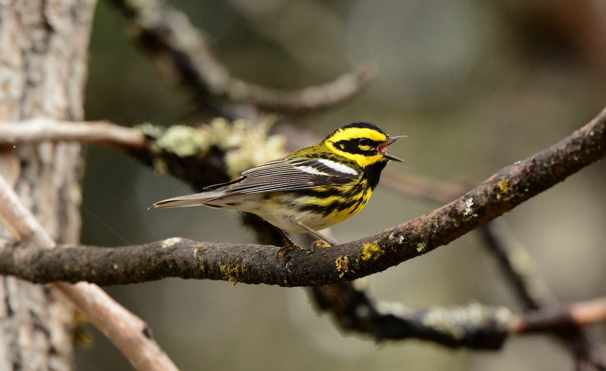 Townsend's Warbler - Nat Drumheller