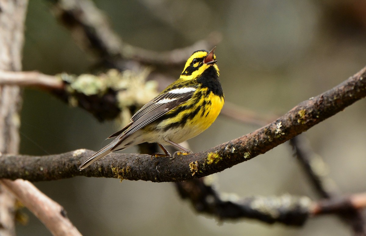 Townsend's Warbler - Nat Drumheller