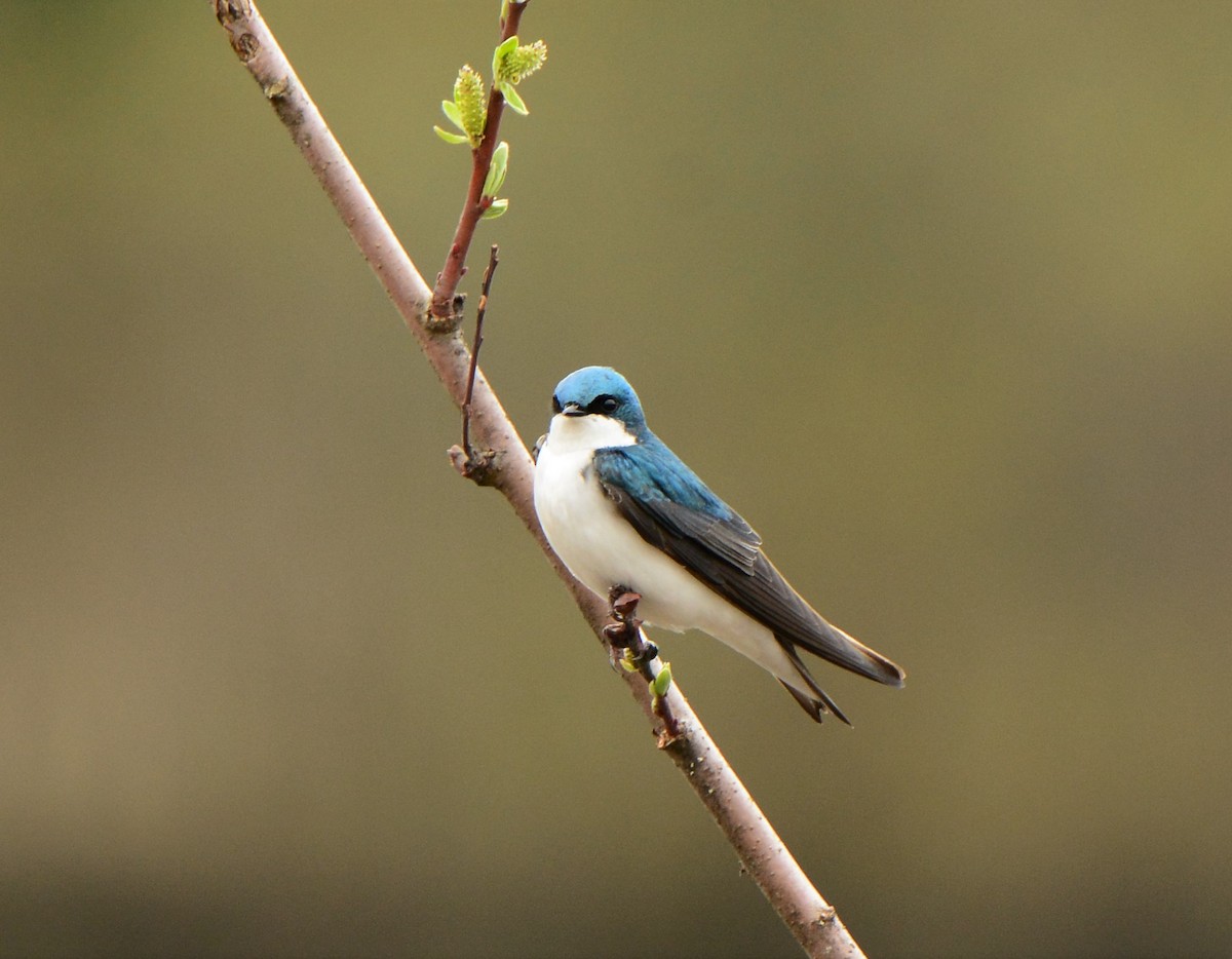 Tree Swallow - Nat Drumheller
