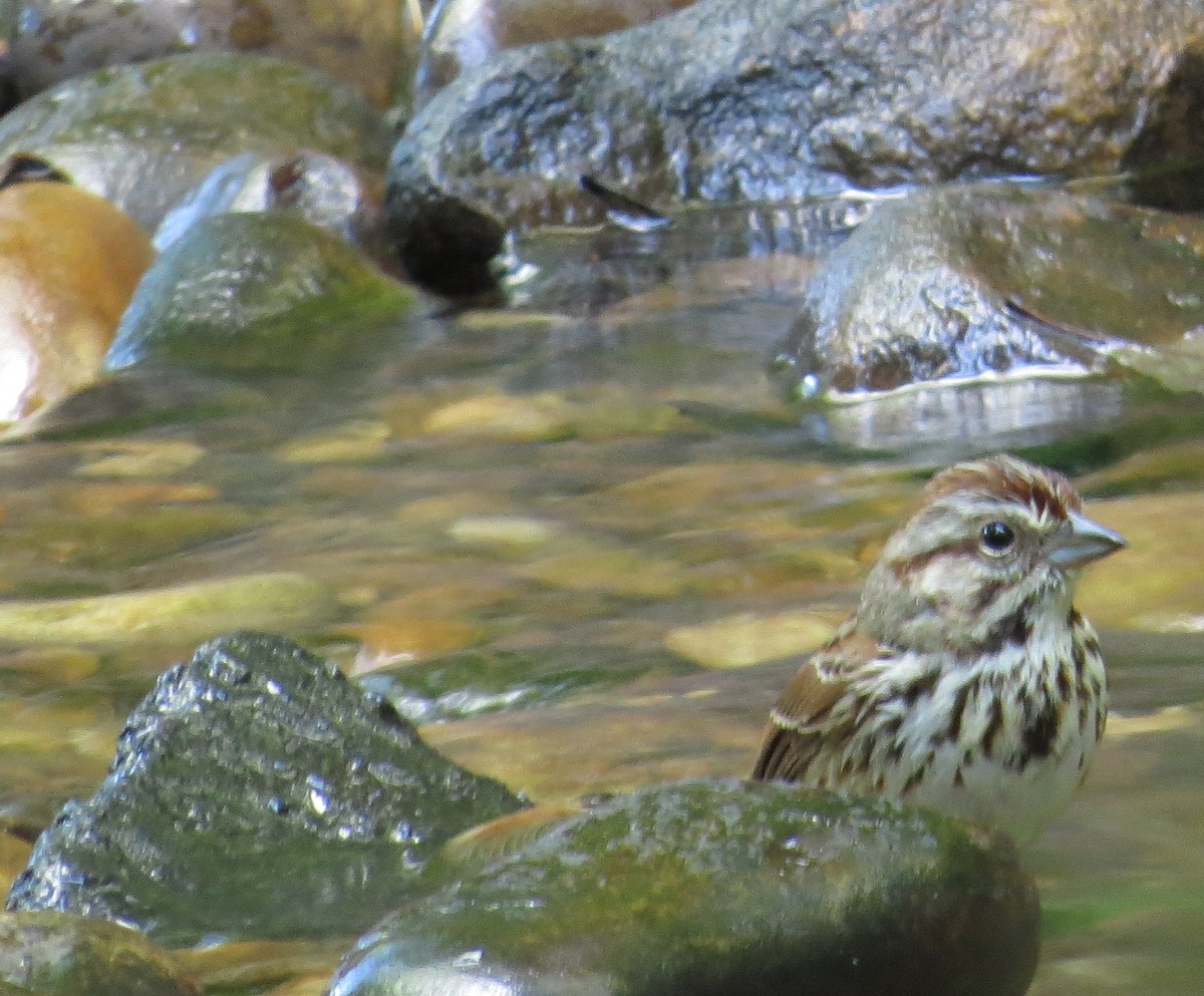 Song Sparrow - ML156955991