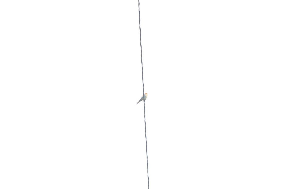 Pearl Kite - ML156956151