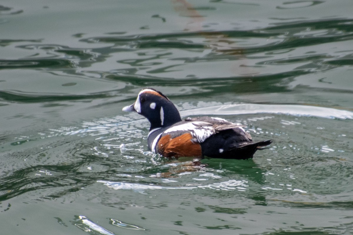 Harlequin Duck - ML156956171