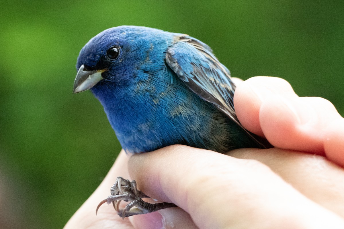 Indigo Bunting - Tom Blevins