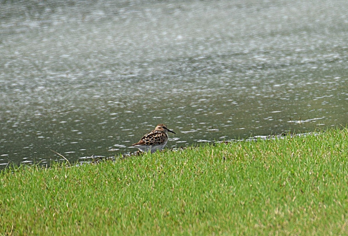 Bécasseau d'Alaska - ML156957651