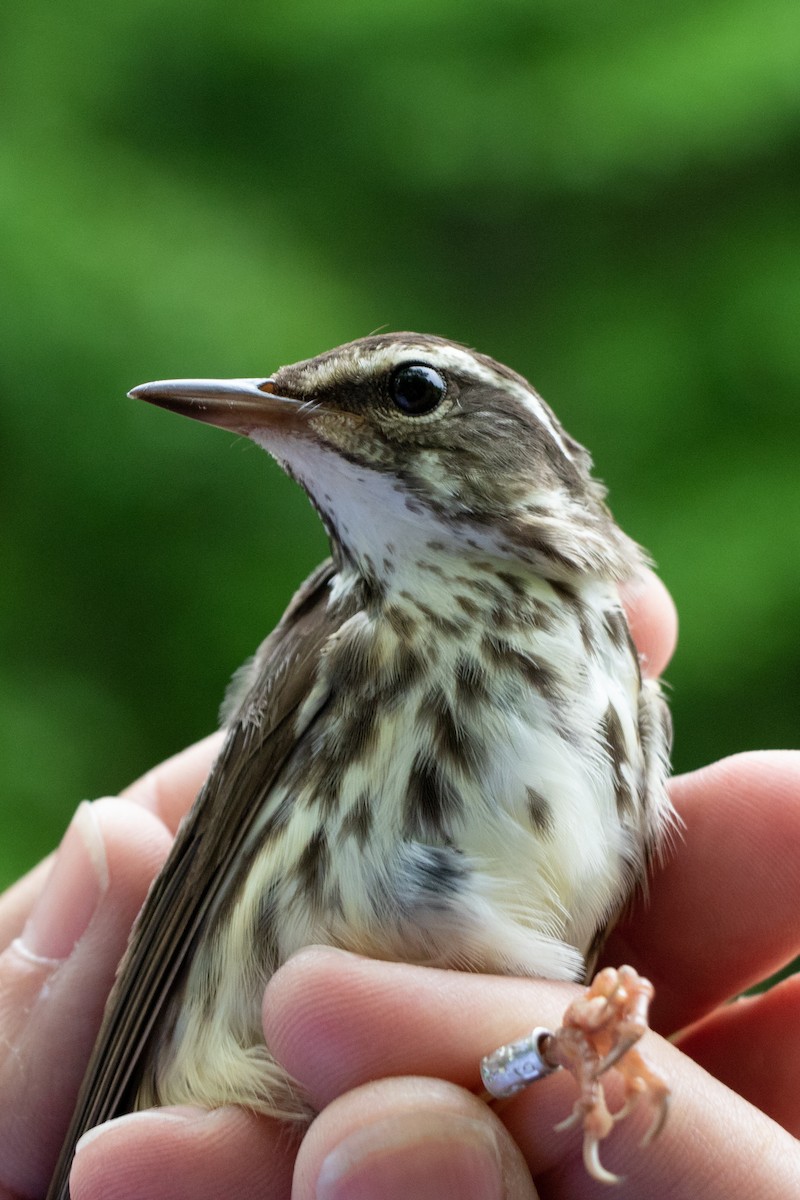 Northern Waterthrush - Tom Blevins