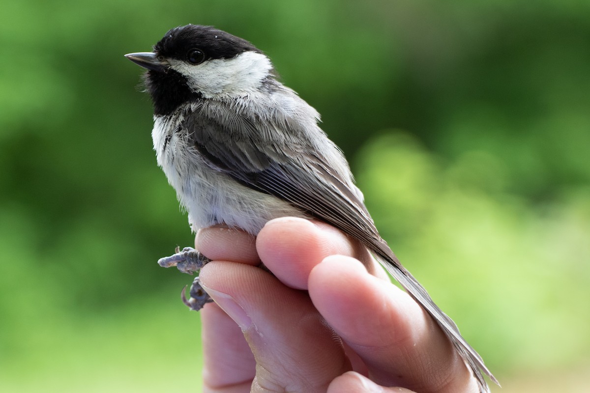 Carolina Chickadee - Tom Blevins