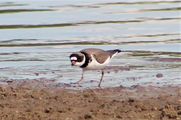Semipalmated Plover - Derrick  Hill